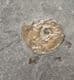TWO MICROCONCH PSILOCERAS PLANORBIS - JURASSIC, SOMERSET.