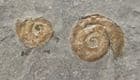 TWO MICROCONCH PSILOCERAS PLANORBIS - JURASSIC, SOMERSET.