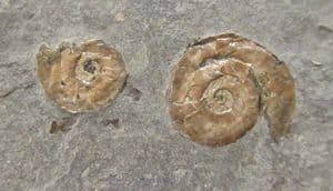 TWO MICROCONCH PSILOCERAS PLANORBIS - JURASSIC, SOMERSET.