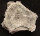 UNUSUALLY SHAPED ICHTHYOSAUR VERTEBRA - JURASSIC, OXFORDSHIRE.