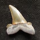 UPPER ATERIOR LATERAL TOOTH OF STRIATOLAMIA MACROTA - EOCENE, HAMPSHIRE.