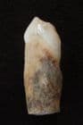 URSUS DENINGERI - LOWER 3RD INCISOR - MIDDLE PLEISTOCENE, SOMERSET.