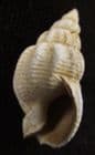 UZITA RETICOSA - PLIOCENE, RED CRAG, SUFFOLK.
