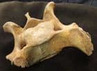 VERTEBRA FROM A CAVE BEAR - PLEISTOCENE, ROMANIA.