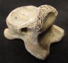 VERTEBRA FROM A WOLF - LATE PLEISTOCENE, POLAND.