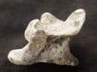 VERTEBRA FROM A WOLF - PLEISTOCENE, POLAND.