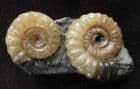 VERY 'CUTE' DOUBLE PROMICROCERAS - JURASSIC, LYME REGIS.
