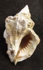 VITULARIA LINGUABOVIS - MIOCENE, HUNGARY.