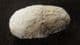 WEEVIL COCOON - OLIGOCENE, WYOMING, USA.