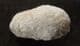 WEEVIL COCOON - OLIGOCENE, WYOMING, USA.
