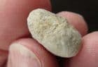 WEEVIL COCOON - OLIGOCENE, WYOMING, USA.