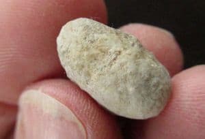 WEEVIL COCOON - OLIGOCENE, WYOMING, USA.