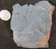 WELL PRESERVED SEED FERN FRONDS - CARBONIFEROUS, FRANCE.