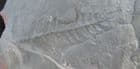WELL PRESERVED SEED FERN FRONDS - CARBONIFEROUS, FRANCE.