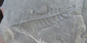 WELL PRESERVED SEED FERN FRONDS - CARBONIFEROUS, FRANCE.