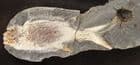 WHITE FISH IN NODULE - LOWER TRIASSIC, MADAGASCAR.