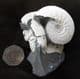WHITE SHELLED KOSMOCERAS - OXFORD CLAY, WILTSHIRE.