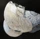 WHITE SHELLED KOSMOCERAS - OXFORD CLAY, WILTSHIRE.