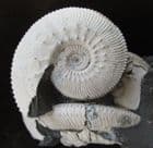 WHITE SHELLED KOSMOCERAS - OXFORD CLAY, WILTSHIRE.