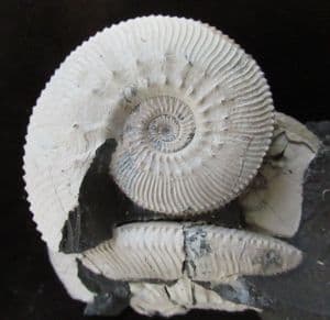 WHITE SHELLED KOSMOCERAS - OXFORD CLAY, WILTSHIRE.