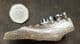 WILD BOAR - LOWER JAW WITH TEETH - PLEISTOCENE, POLAND.