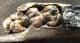 WILD BOAR - LOWER JAW WITH TEETH - PLEISTOCENE, POLAND.