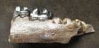 WILD BOAR - LOWER JAW WITH TEETH - PLEISTOCENE, POLAND.