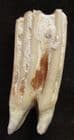 WILD HORSE TOOTH - PLEISTOCENE, OXFORDSHIRE.