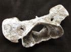 WOLF ATLAS VERTEBRA - PLEISTOCENE, POLAND.