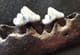 WOLF JAW WITH 3 TEETH - PLEISTOCENE, POLAND.