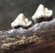 WOLF JAW WITH 3 TEETH - PLEISTOCENE, POLAND.
