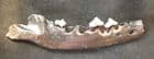 WOLF JAW WITH 3 TEETH - PLEISTOCENE, POLAND.
