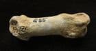 WOLF METAPODIAL - PLEISTOCENE, FRANCE.