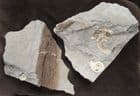 WOODSTONE 'POPPER' WITH 2 LEVELS OF AMMONITES.