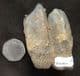 WOOLLY RHINO TOOTH - PLEISTOCENE, GERMANY.