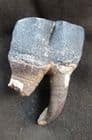 WOOLLY RHINO TOOTH SHOWING ROOTS - PLEISTOCENE, GERMANY.