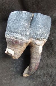 WOOLLY RHINO TOOTH SHOWING ROOTS - PLEISTOCENE, GERMANY.