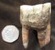 WOOLLY RHINO UPPER MOLAR - PLEISTOCENE, RUSSIA.