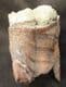 WOOLLY RHINO UPPER MOLAR - PLEISTOCENE, RUSSIA.