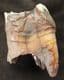 WOOLLY RHINO UPPER MOLAR - PLEISTOCENE, RUSSIA.