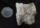 WOOLY RHINO TOOTH - PLEISTOCENE, THAMES GRAVELS, OXFORDSHIRE.