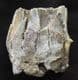 WOOLY RHINO TOOTH - PLEISTOCENE, THAMES GRAVELS, OXFORDSHIRE.
