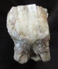 WOOLY RHINO TOOTH - PLEISTOCENE, THAMES GRAVELS, OXFORDSHIRE.