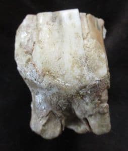 WOOLY RHINO TOOTH - PLEISTOCENE, THAMES GRAVELS, OXFORDSHIRE.