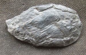 XENACANTHID SHARK COPROLITE - PERMIAN, CZECH REPUBLIC.