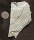 XIPHEROCERAS 'POPPER' - JURASSIC, LYME REGIS.