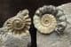 XIPHEROCERAS 'POPPER' - JURASSIC, LYME REGIS.
