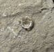 XIPHEROCERAS 'POPPER' - JURASSIC, LYME REGIS.
