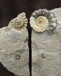 XIPHEROCERAS 'POPPER' - JURASSIC, LYME REGIS.