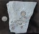 XIPHEROCERAS WITH 4 PROMICROCERAS - JURASSIC, LYME REGIS.